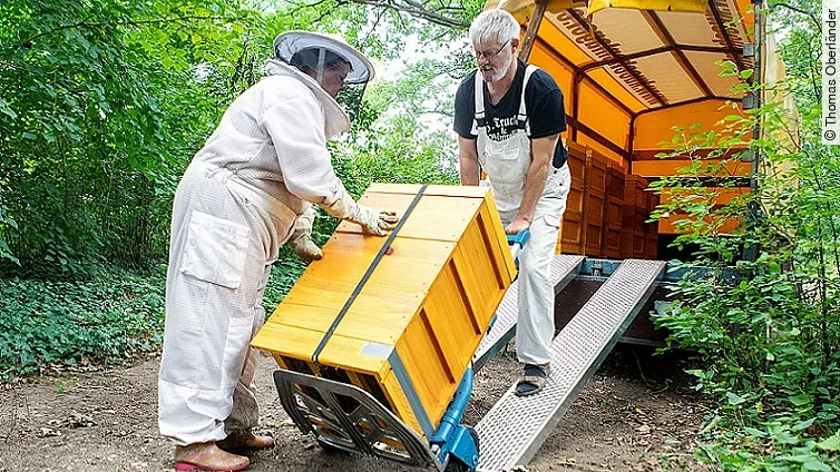 Helios Bienenvölker