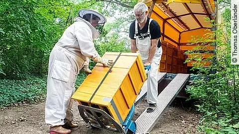 Helios Bienenvölker