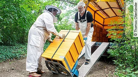 Helios Bienenvölker Helios Bienenvölker