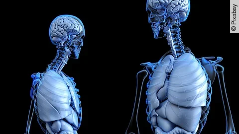 Menschliche Anatomie