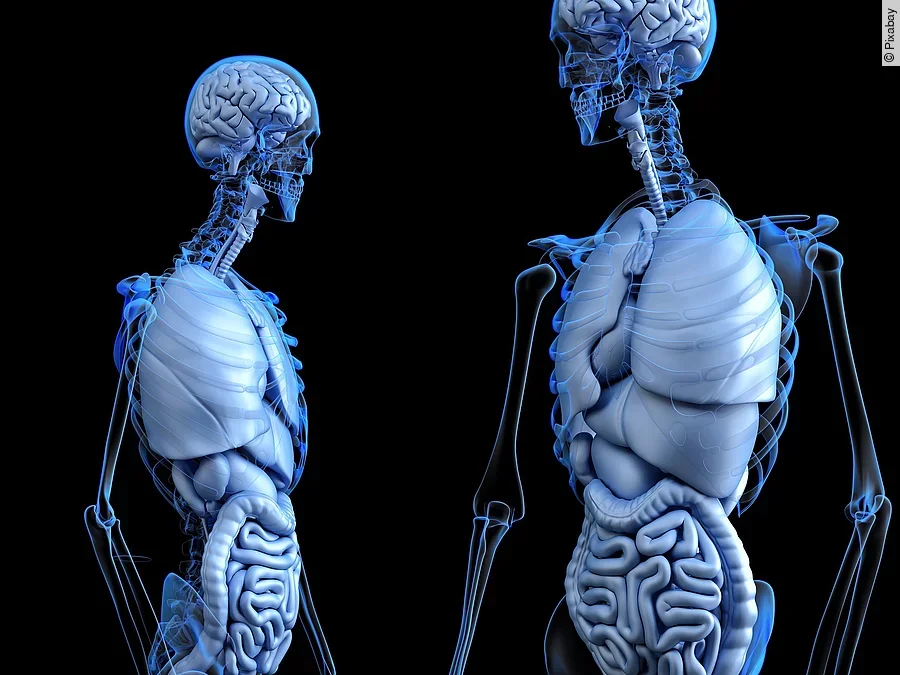 Menschliche Anatomie