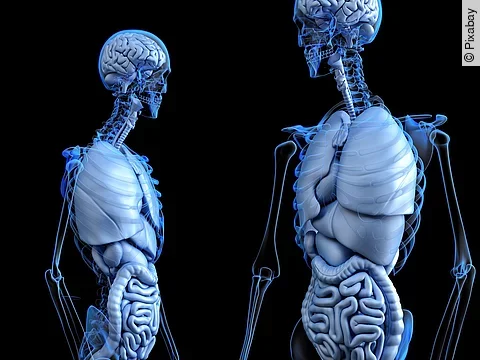 Menschliche Anatomie