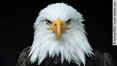 Adler Adler schaut geradeaus in die Kamera.