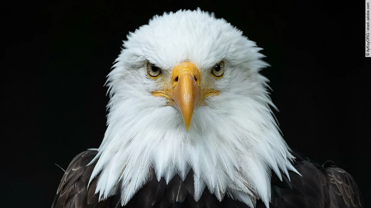 Adler schaut geradeaus in die Kamera.