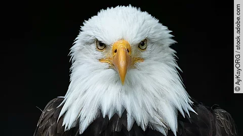 Adler Adler schaut geradeaus in die Kamera.