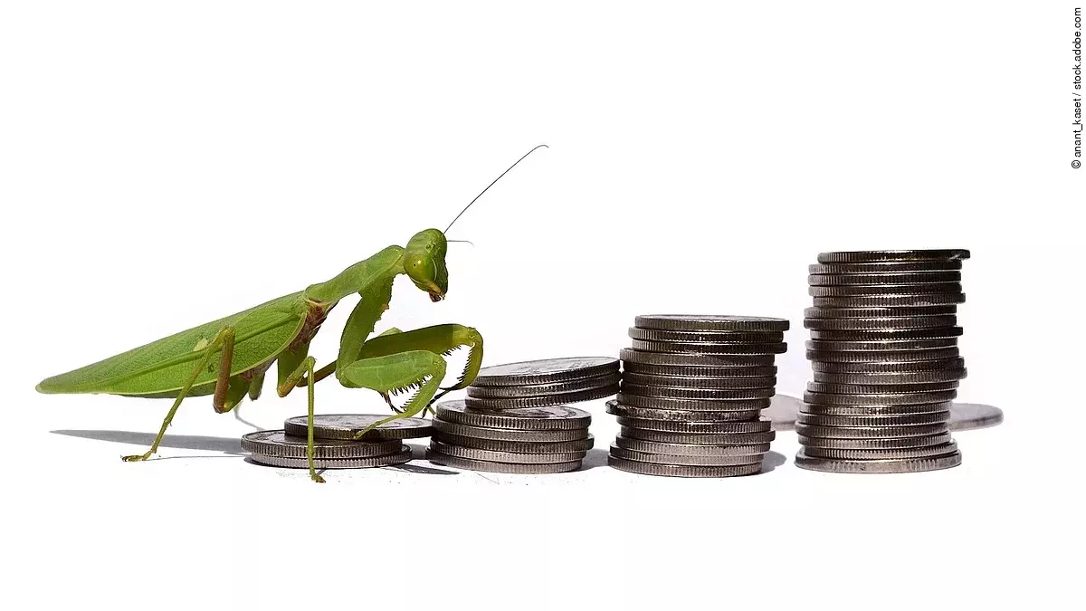 Heuschrecke Heuschrecke, die einen Stapel Münzen hochklettert.