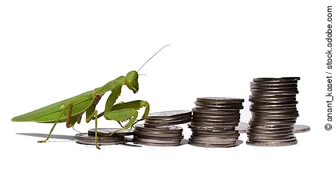 Heuschrecke, die einen Stapel Münzen hochklettert.
