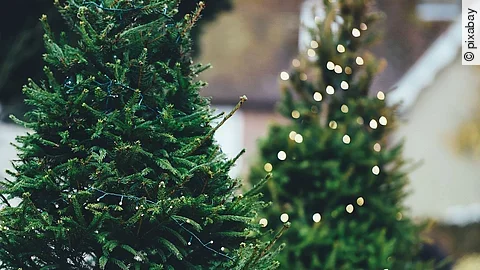 Weihnachtsbaum Weihnachtsbaum