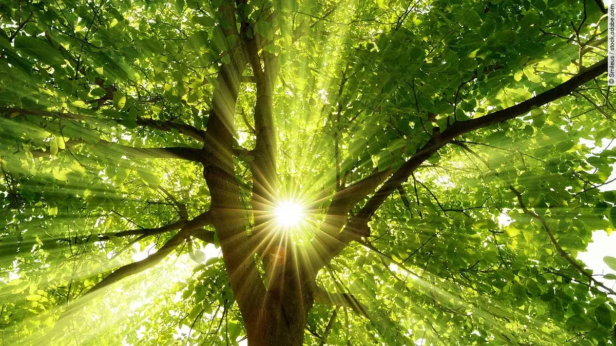 Ein Baum. Die Sonne scheint durch das Laub.