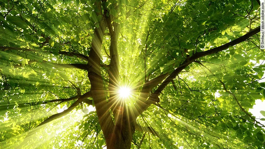 Ein Baum. Die Sonne scheint durch das Laub.