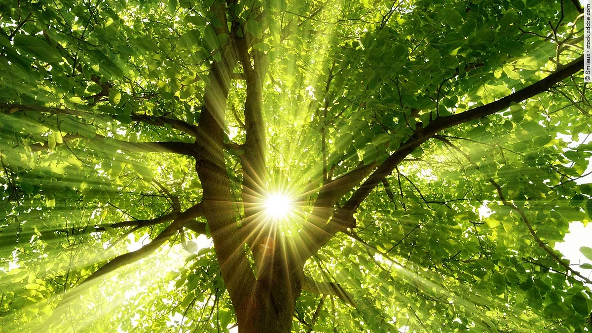 Baum Ein Baum. Die Sonne scheint durch das Laub.