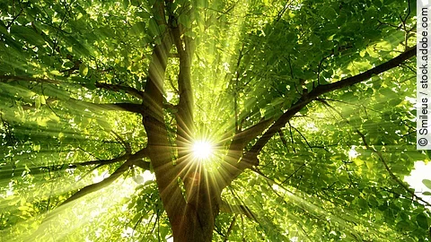 Baum Ein Baum. Die Sonne scheint durch das Laub.