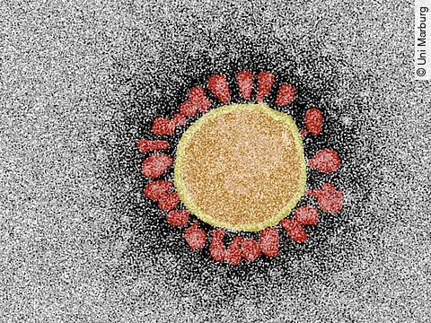 SARS-CoV-2-Partikel