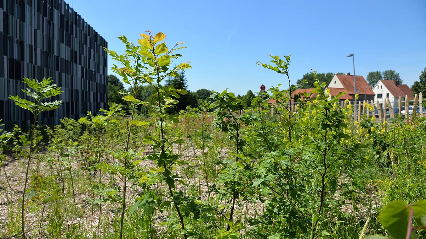Tiny Forest am Klinikum Herford