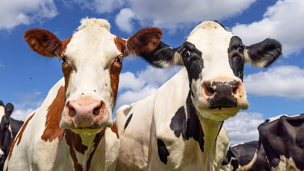 Two cows close up, heads side by side, happy and nosy, blue sky