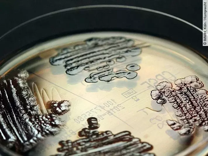 Multiresistente Keime