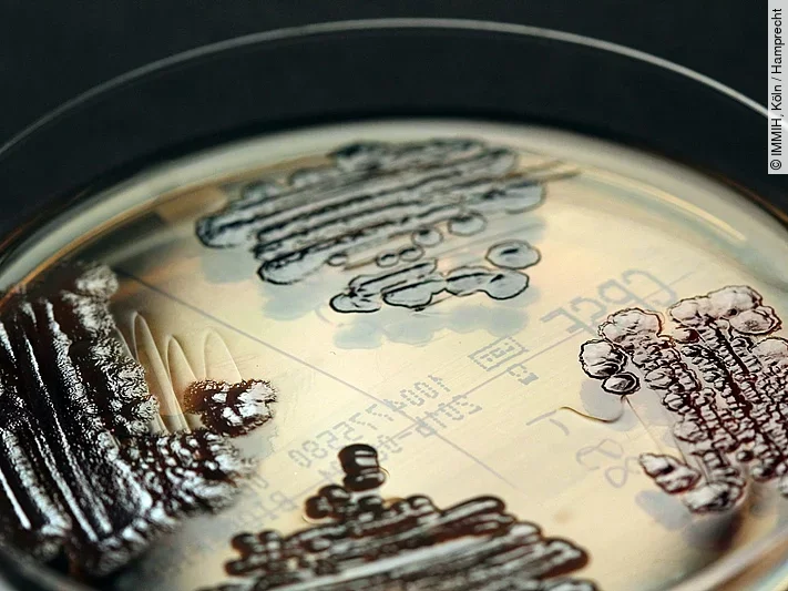 Multiresistente Keime