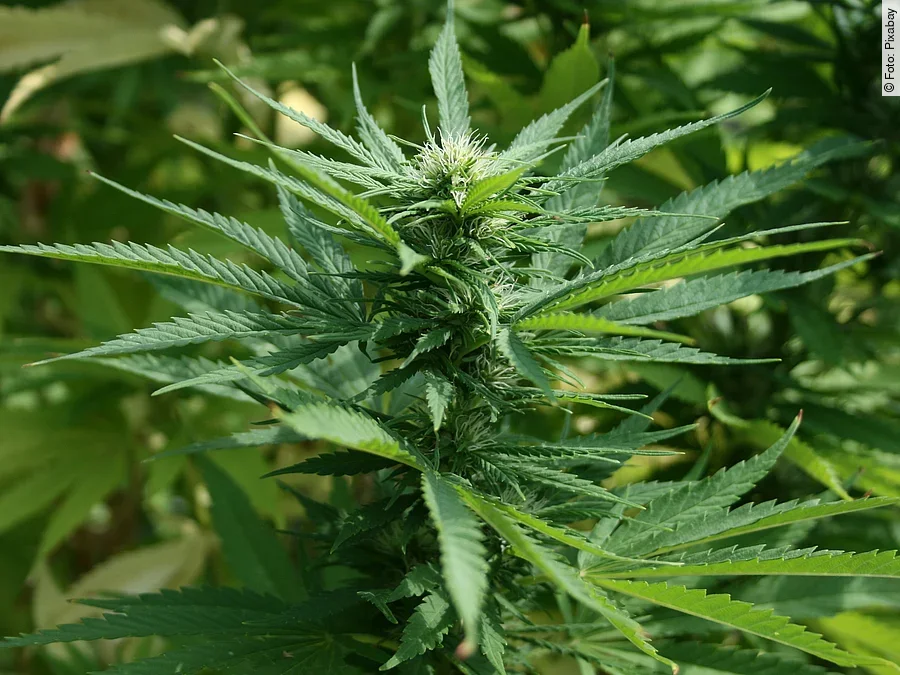 Cannabispflanze