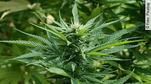 Cannabispflanze Cannabispflanze