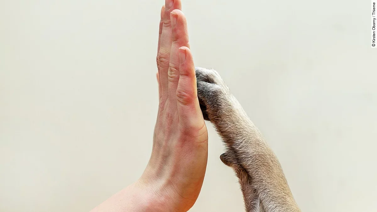 Menschenhand berührt Hundepfote