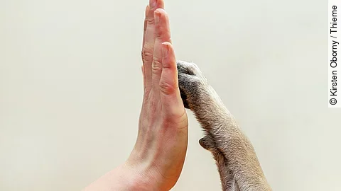 Tiertherapie Menschenhand berührt Hundepfote