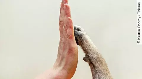 Menschenhand berührt Hundepfote