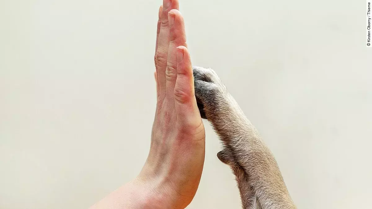 Menschenhand berührt Hundepfote