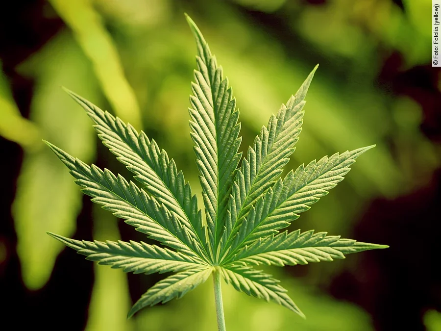 Cannabispflanze