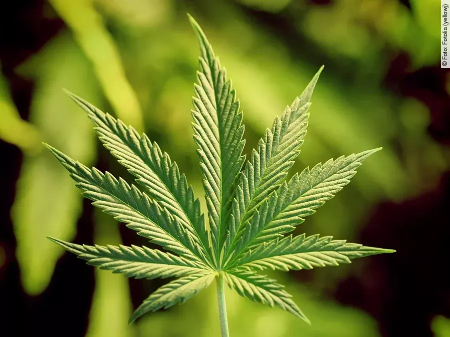 Cannabis Cannabispflanze