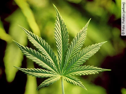 Cannabispflanze