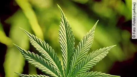 Cannabis Cannabispflanze