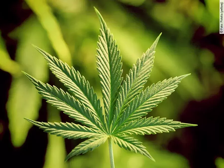 Cannabis Cannabispflanze
